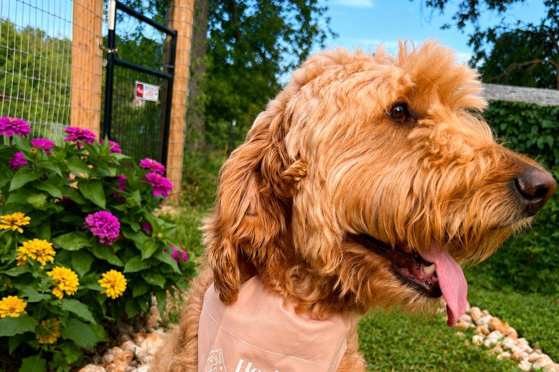 Goldendoodle in a Heritage bandana sitting in a flower garden