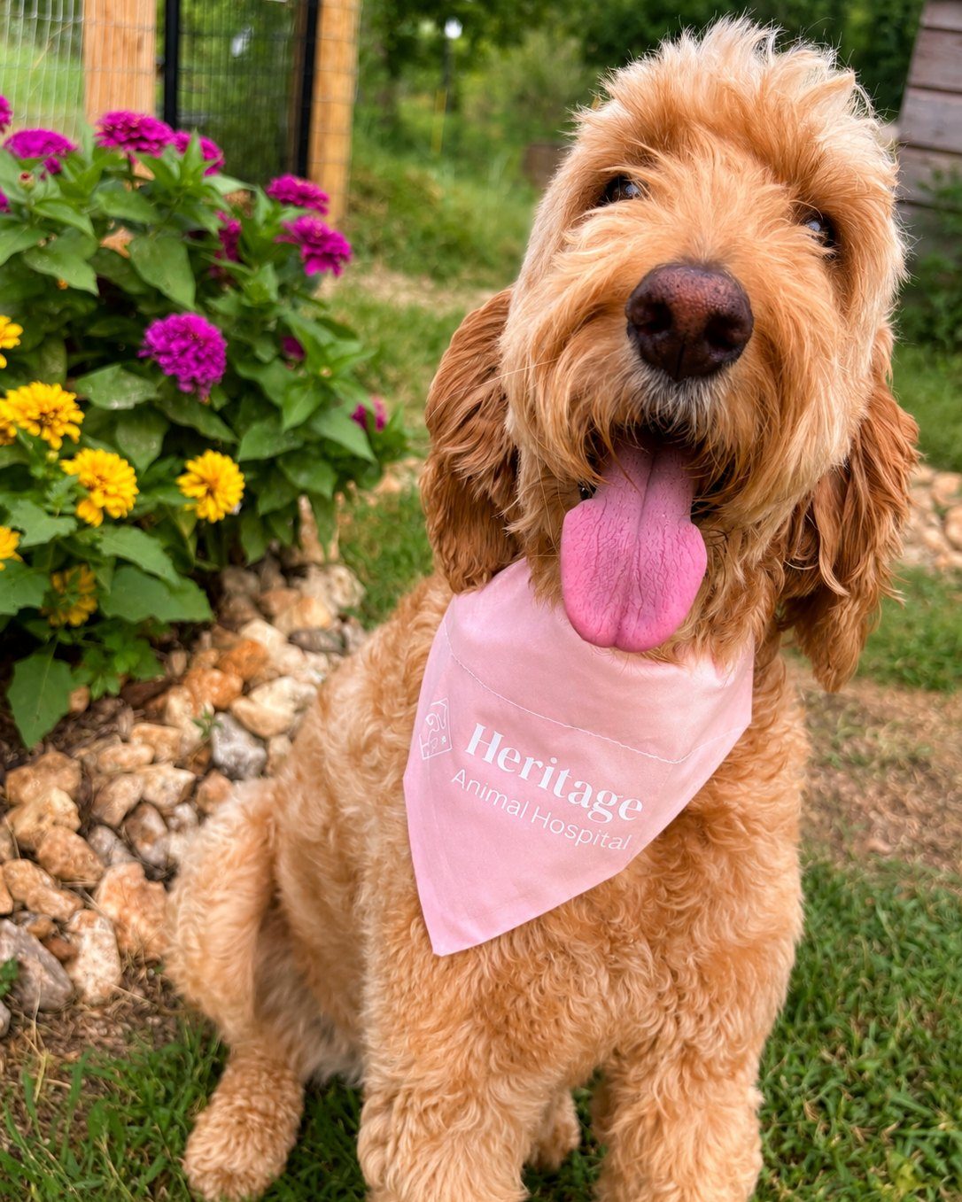 A happy goldendoodle wearing a pink Heritage Animal Hospital bandana
