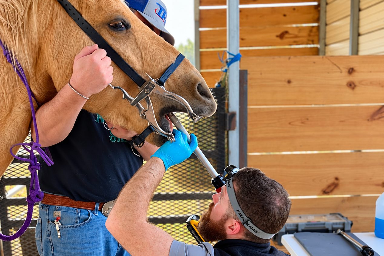 A veterinarian performing an equine dental exam with a full-mouth speculum