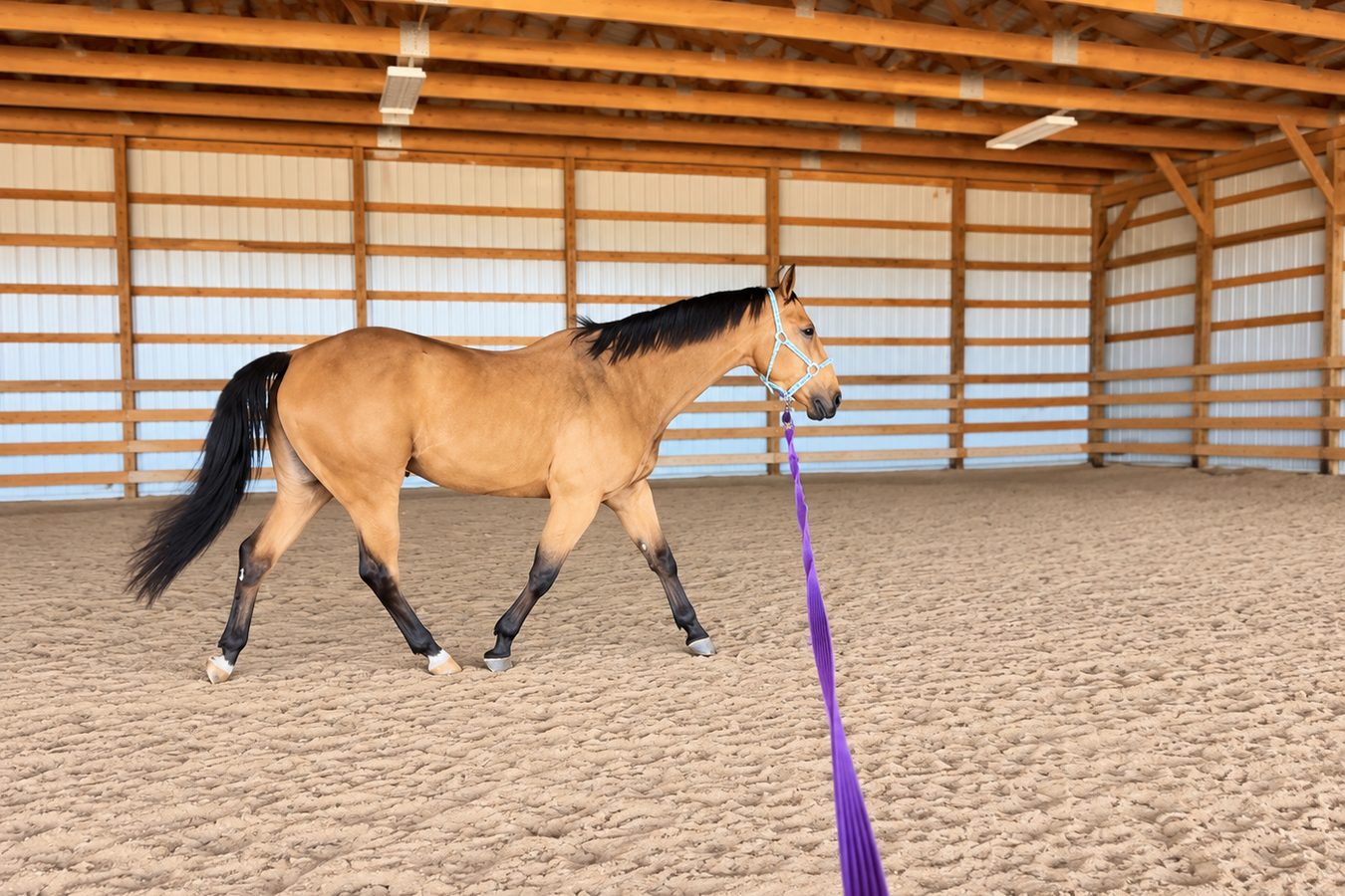 A buckskin horse on a lunge line in an indoor arena